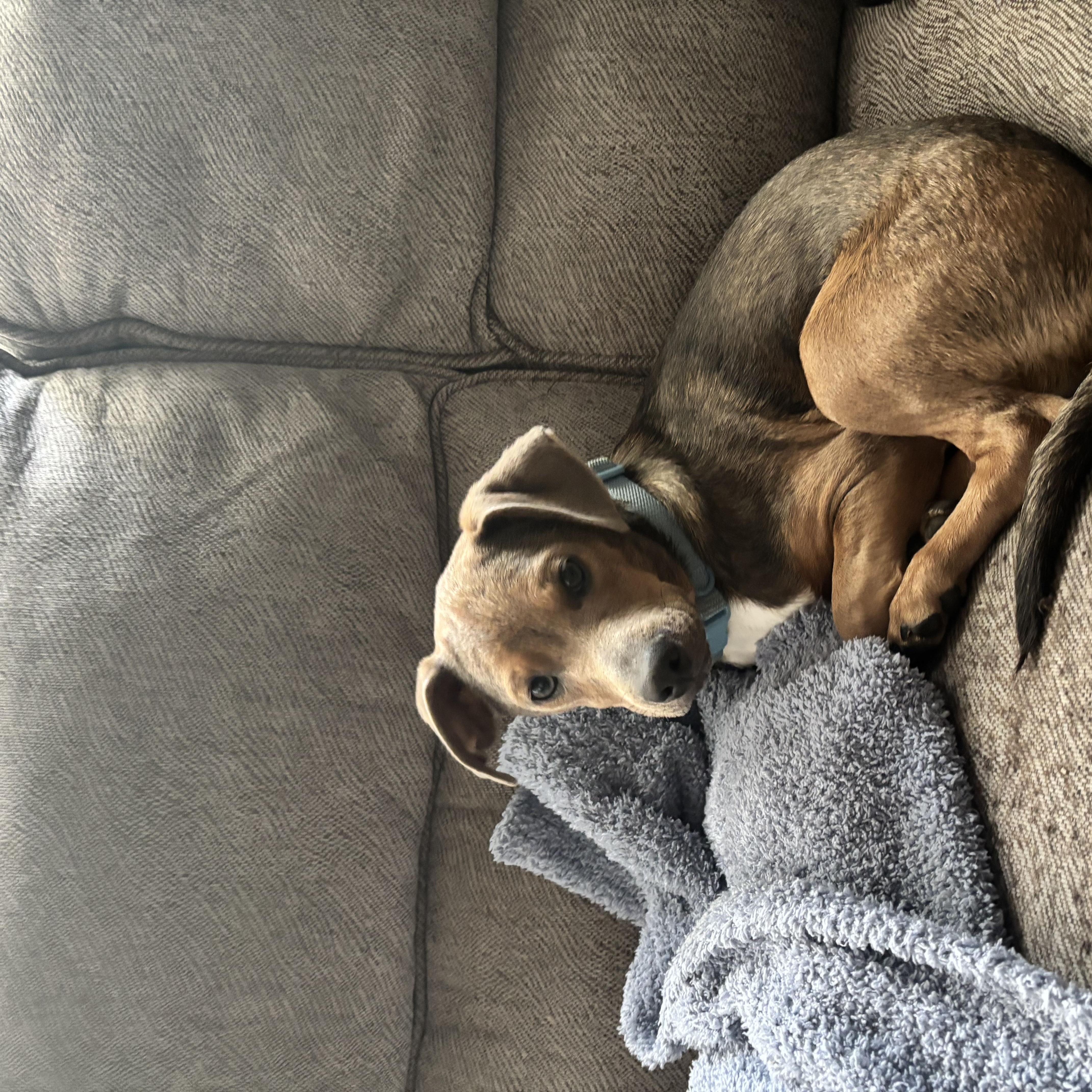 Enlarge Theodore (Jackson), a Adoptable mixed breed in Lebanon , NH image 6/6
