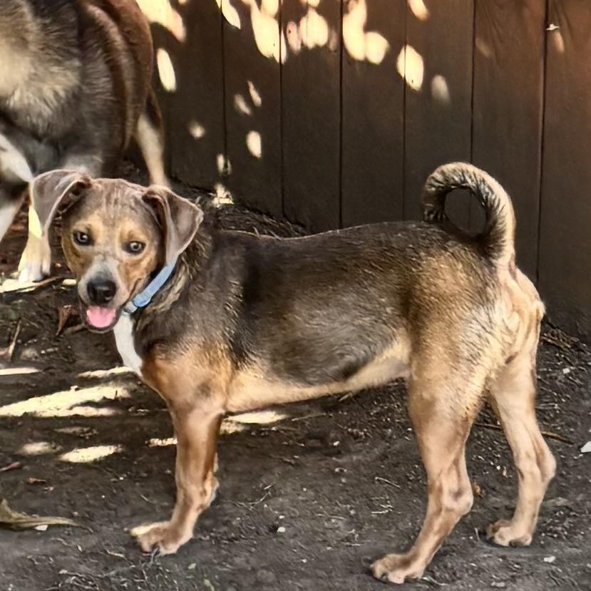 Enlarge Theodore (Jackson), a Adoptable mixed breed in Lebanon , NH image 1/6