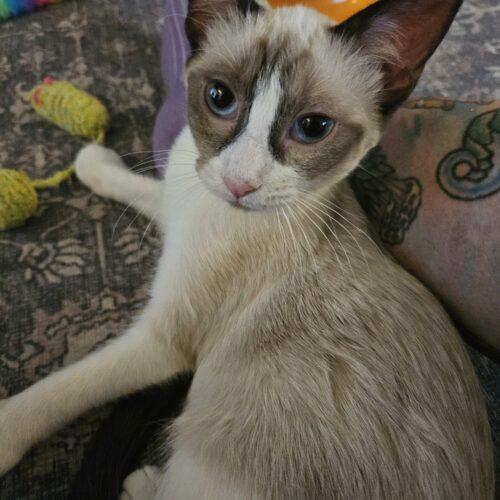 Aurora, Adoptable, Kitten Female Siamese & Snowshoe.