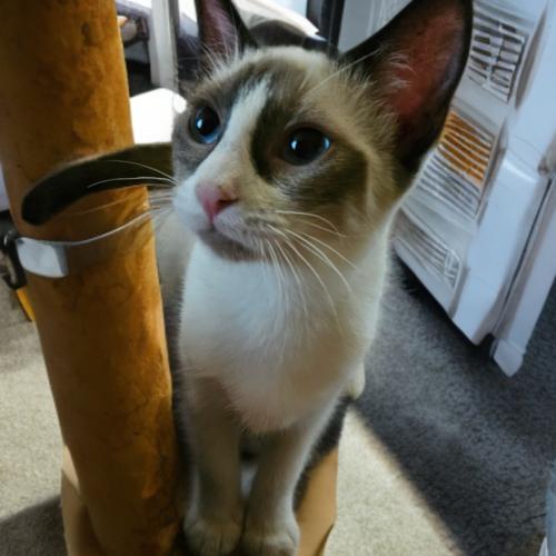 Enlarge Aurora, a Adoptable mixed breed in Gilbert, AZ image 2/2