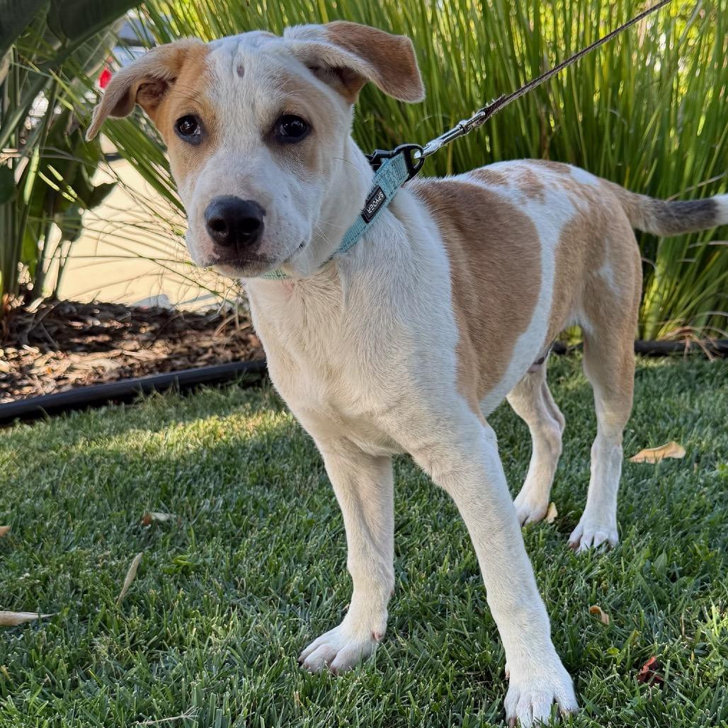 Frito, Adoptable, Young Male Terrier.