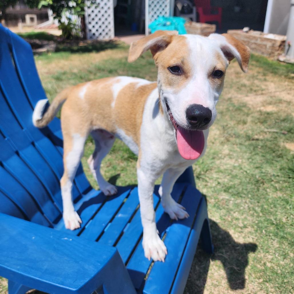Enlarge Frito, a Adoptable Terrier in San Diego, CA image 2/6