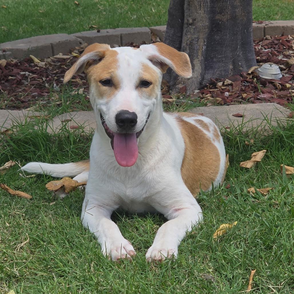 Enlarge Frito, a Adoptable Terrier in San Diego, CA image 3/6
