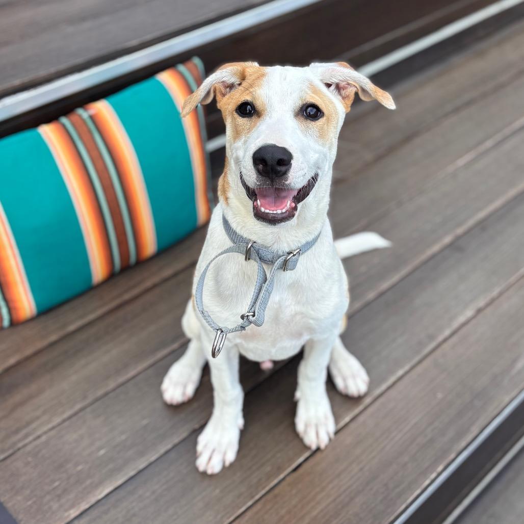 Enlarge Frito, a Adoptable Terrier in San Diego, CA image 4/6