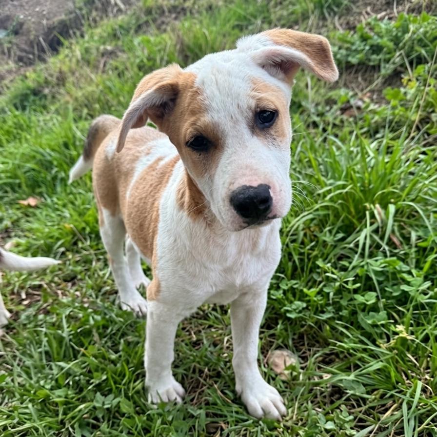 Enlarge Frito, a Adoptable Terrier in San Diego, CA image 5/6