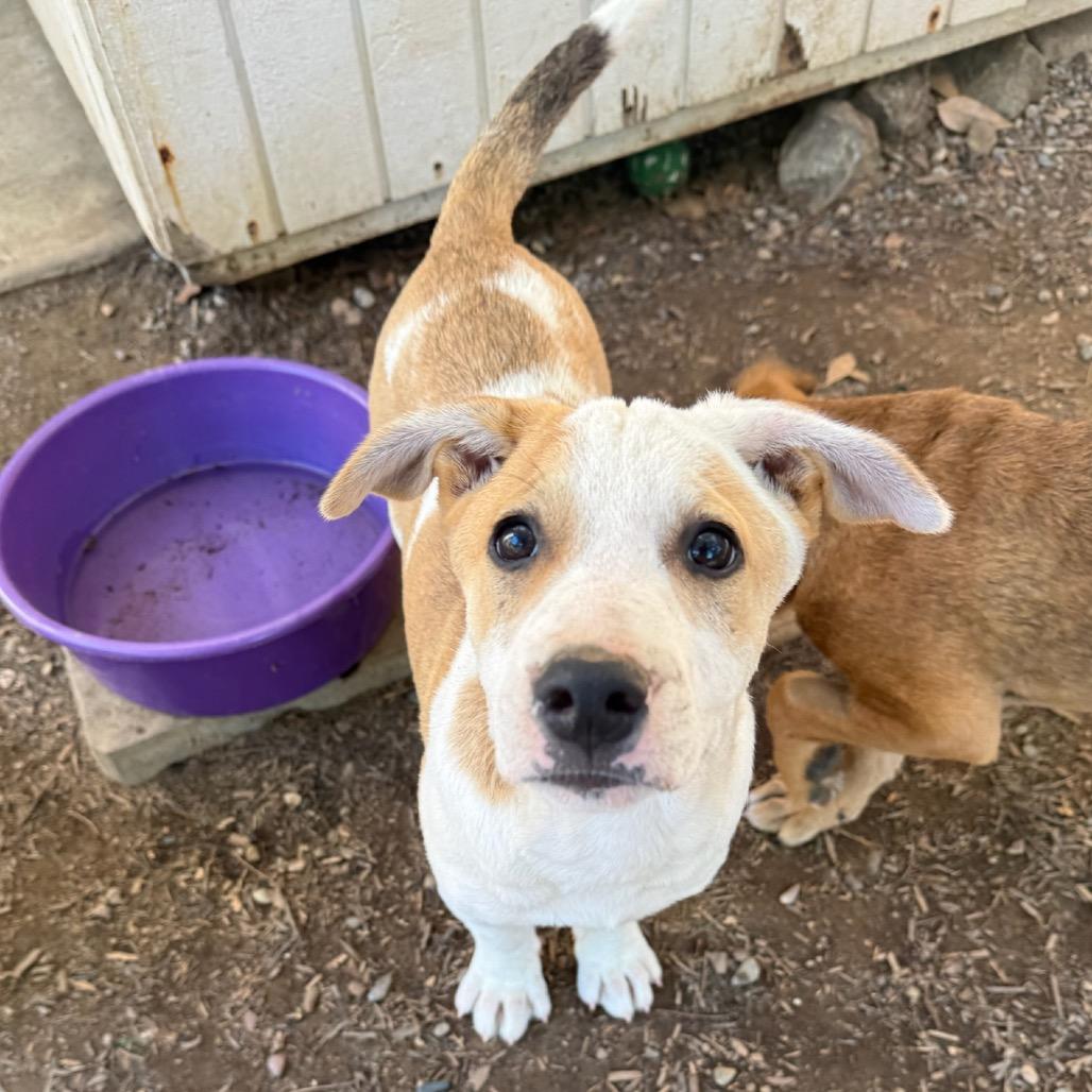 Enlarge Frito, a Adoptable Terrier in San Diego, CA image 6/6