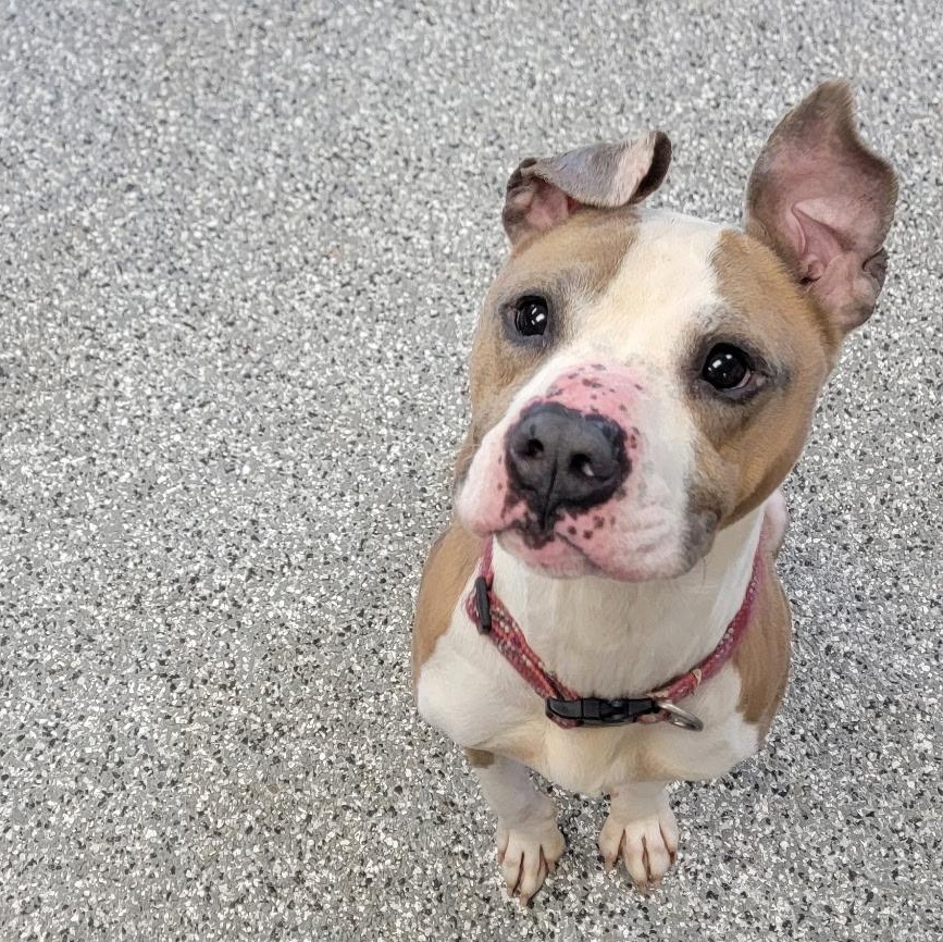 Stewart, adopted, Young Male Pit Bull Terrier.