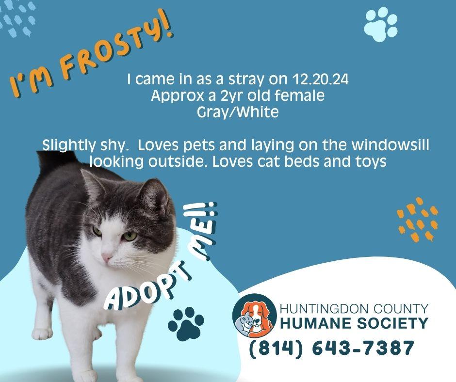 Enlarge Frosty, a ADOPTABLE Domestic Short Hair in Huntingdon, PA image 1/1