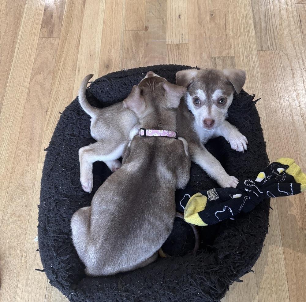 Brimsley, Adoptable, Puppy Male Chihuahua.