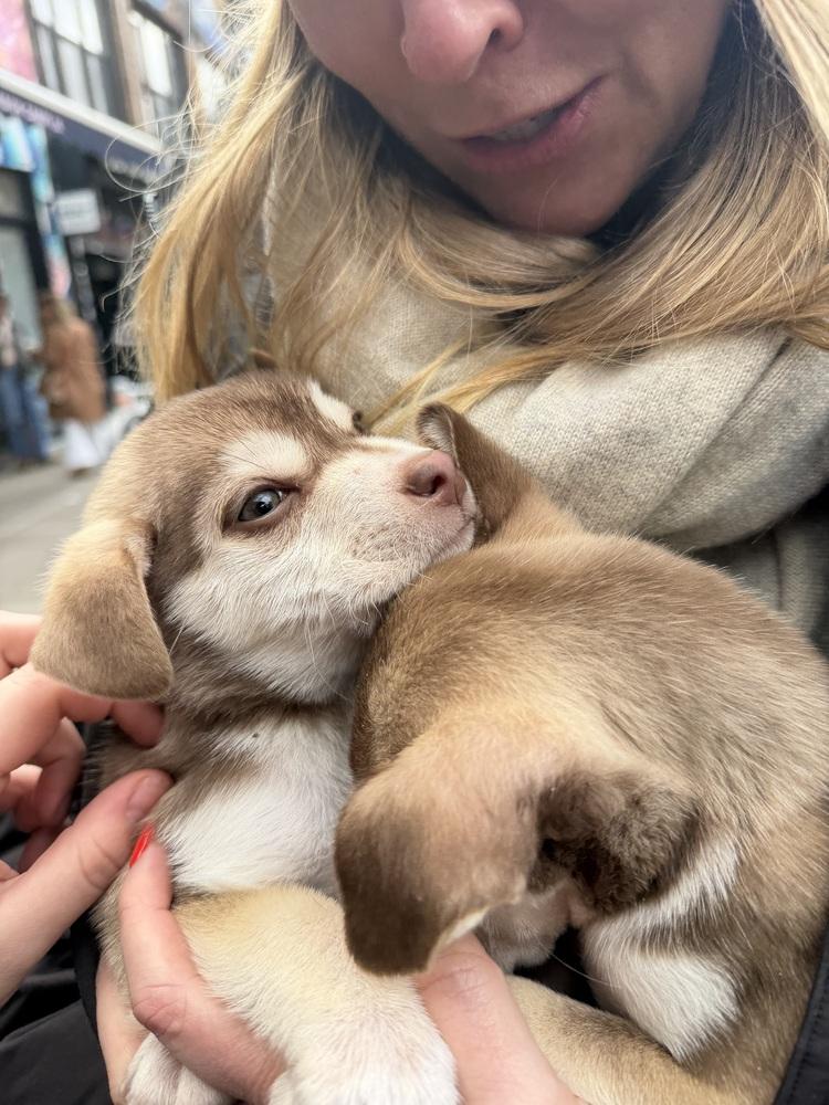 Enlarge Brimsley, a Adoptable mixed breed in Bronx, NY image 2/6