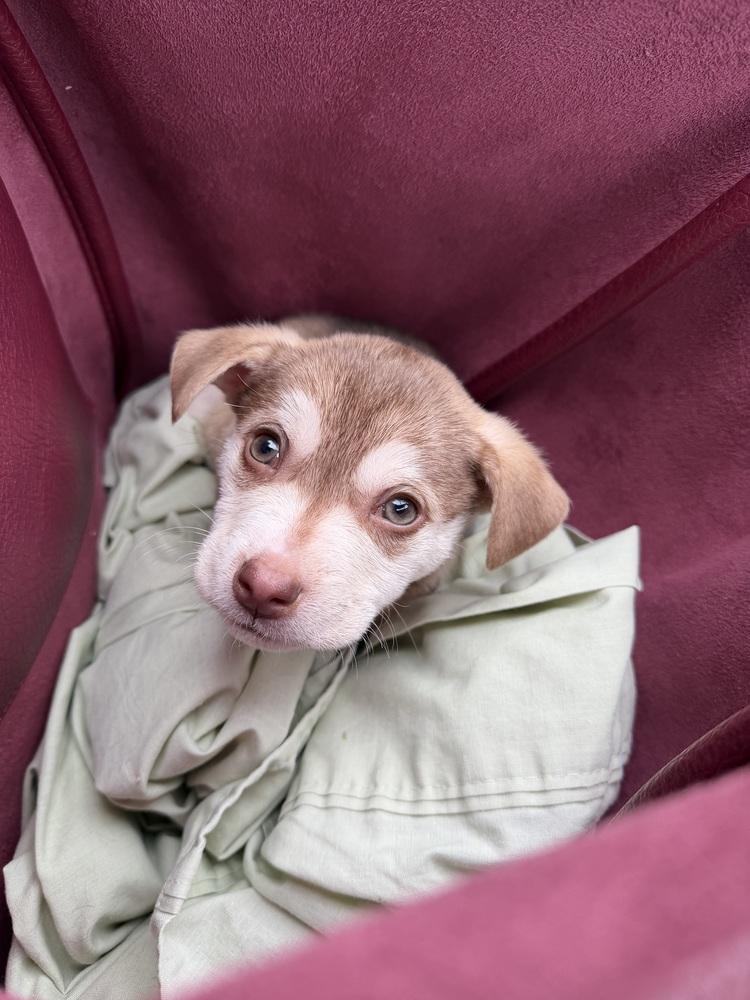 Enlarge Brimsley, a Adoptable mixed breed in Bronx, NY image 5/6