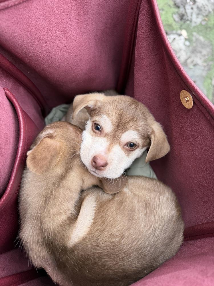 Enlarge Brimsley, a Adoptable mixed breed in Bronx, NY image 6/6