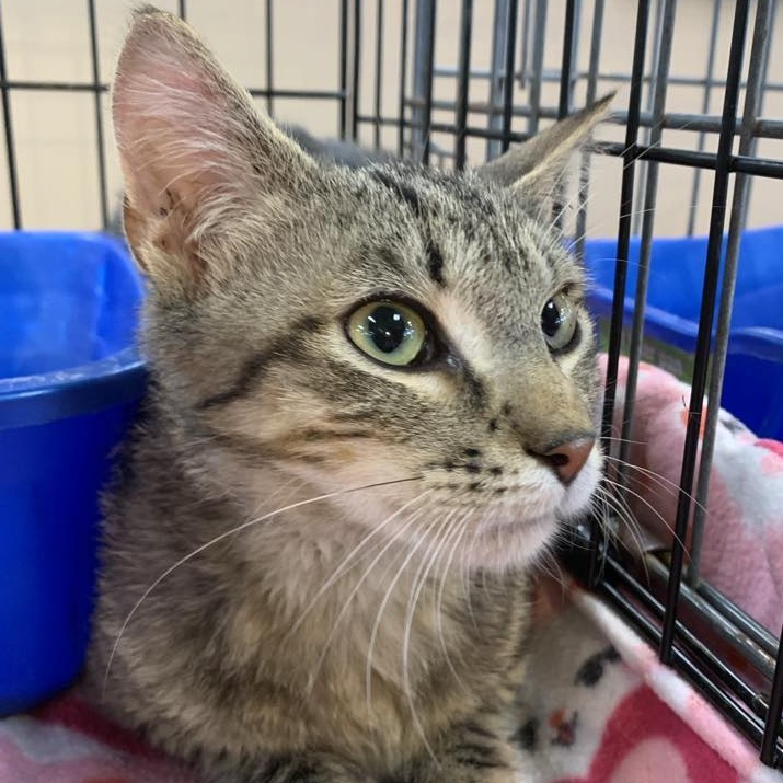 Jessie, Young Male Tabby