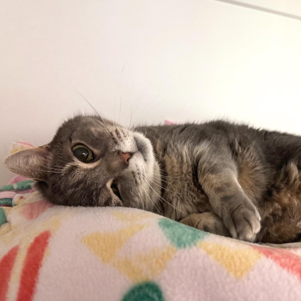 Chloe, Adoptable, Senior Female Domestic Short Hair.