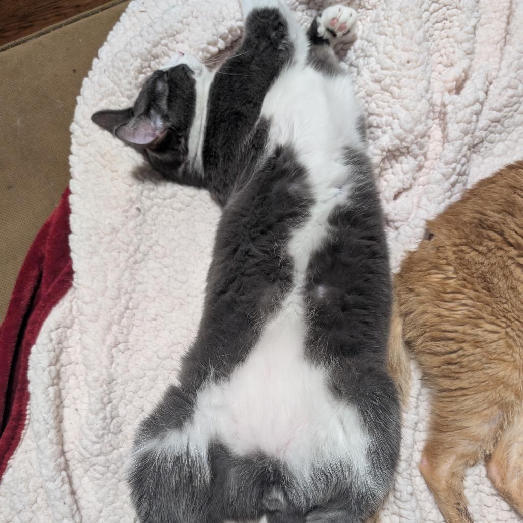 Chachi, Adoptable, Young Male Domestic Short Hair.