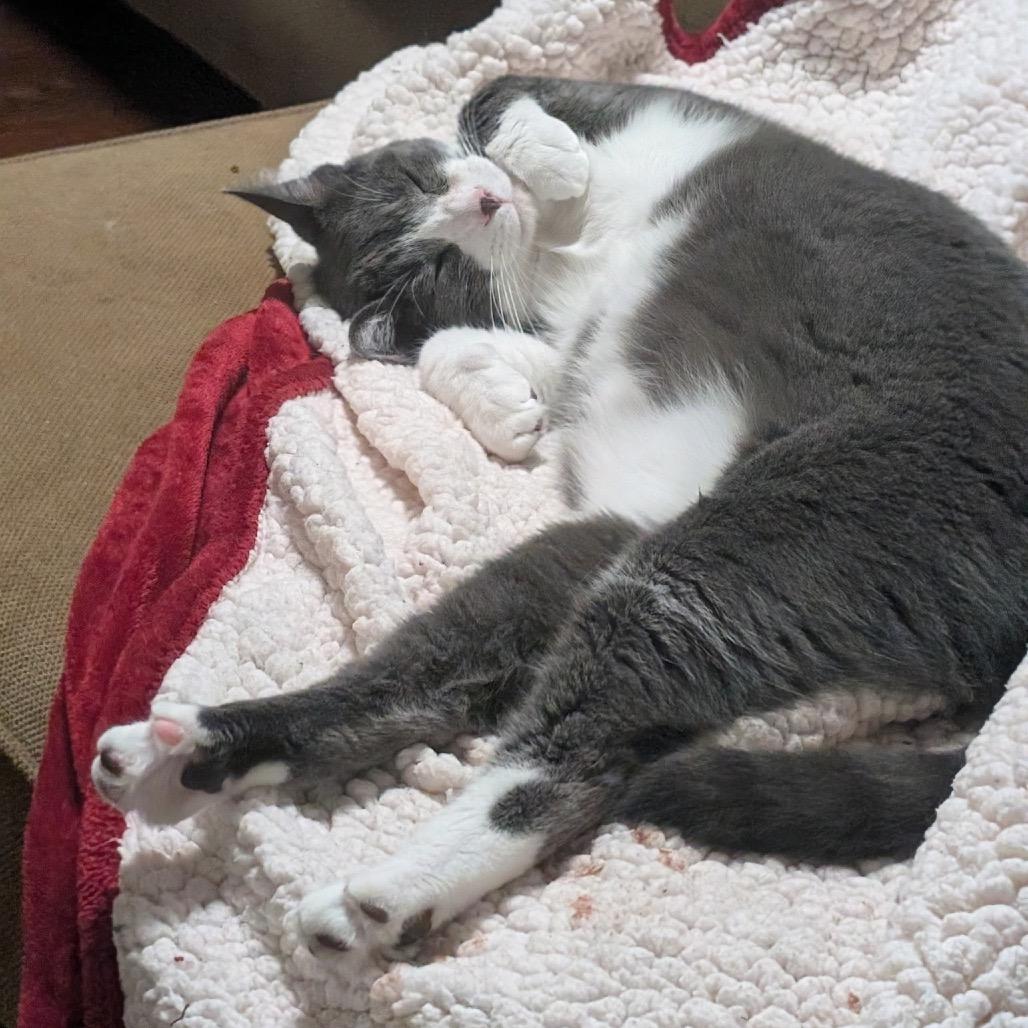 Enlarge Chachi, a Adoptable Domestic Short Hair in Woodstock, GA image 2/6