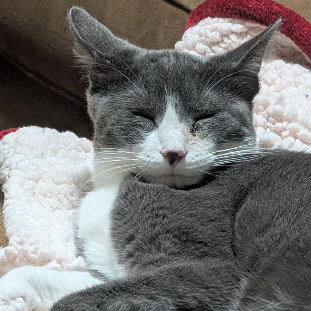 Enlarge Chachi, a Adoptable Domestic Short Hair in Woodstock, GA image 3/6