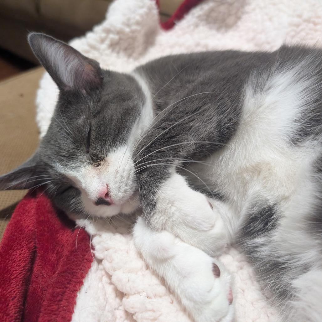 Enlarge Chachi, a Adoptable Domestic Short Hair in Woodstock, GA image 4/6