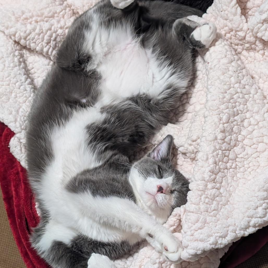Enlarge Chachi, a Adoptable Domestic Short Hair in Woodstock, GA image 5/6