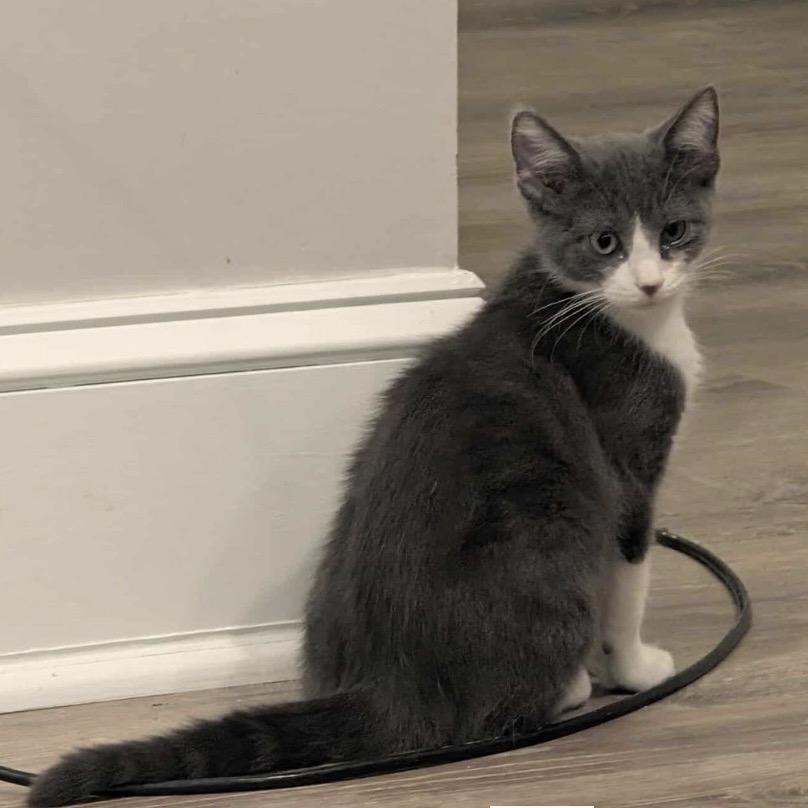 Enlarge Chachi, a Adoptable Domestic Short Hair in Woodstock, GA image 1/1