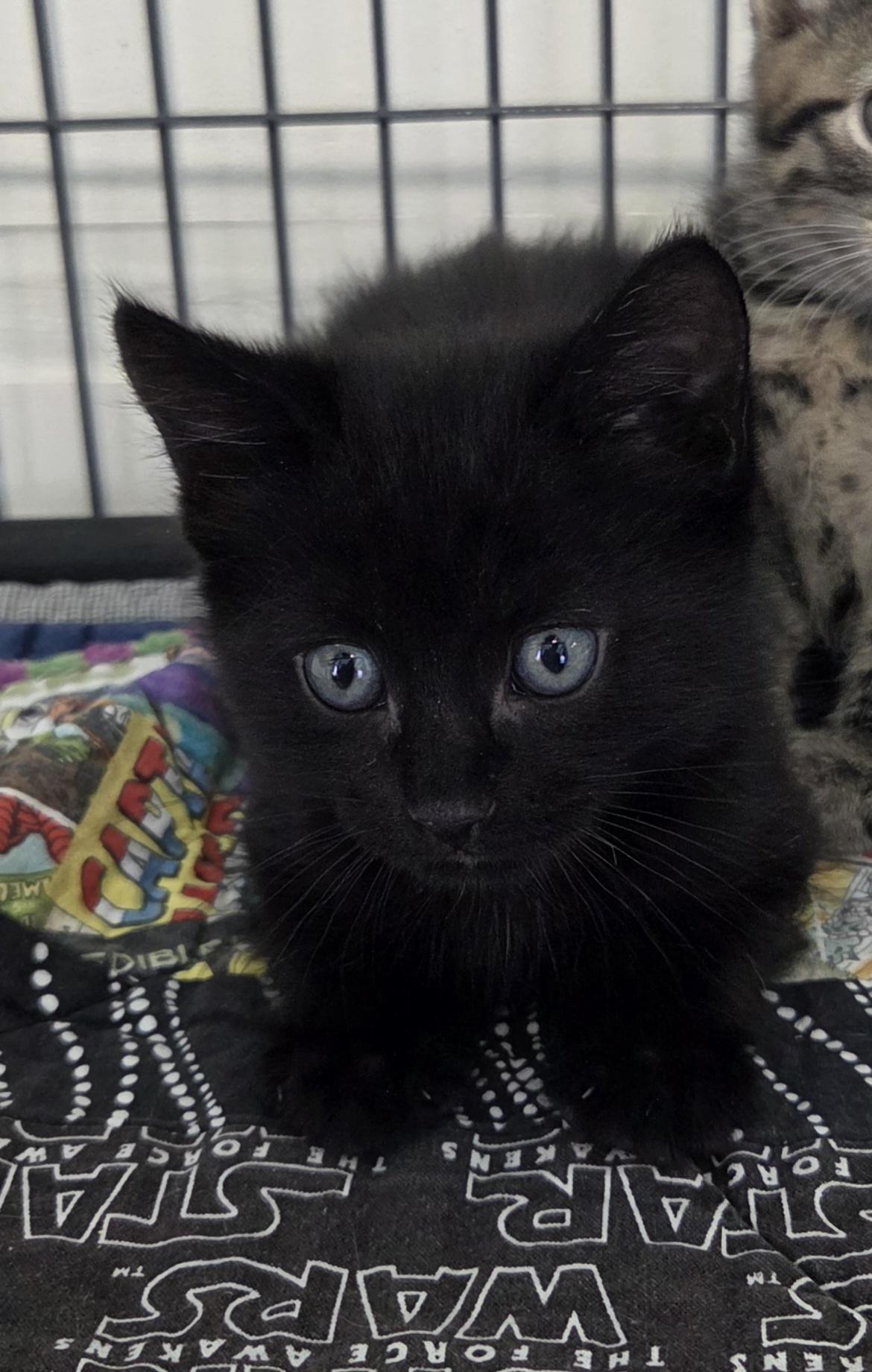 Enlarge Stanley, an adoption pending Domestic Medium Hair in Yarnell, AZ image 1/2