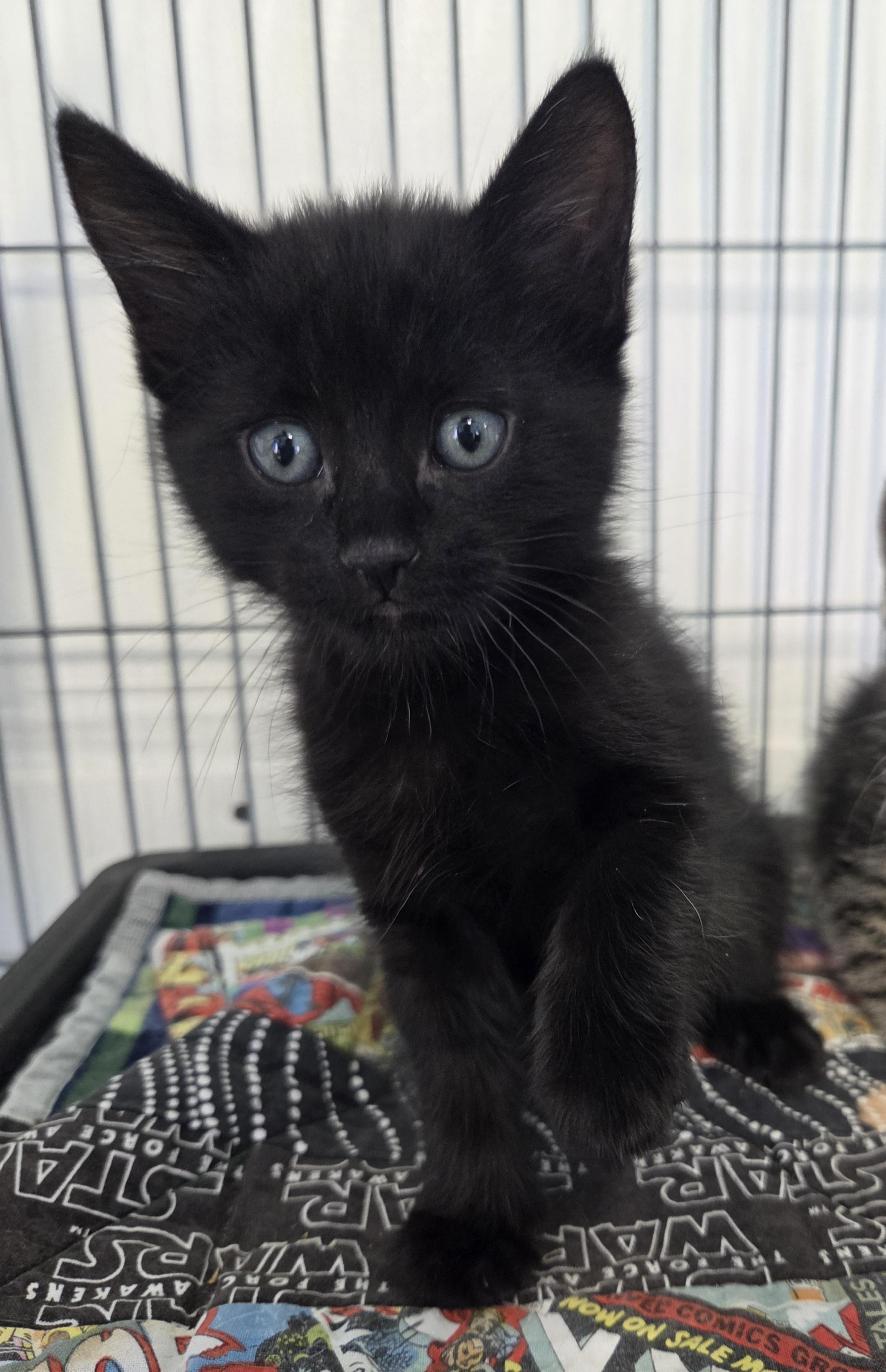 Enlarge Stanley, an adoption pending Domestic Medium Hair in Yarnell, AZ image 2/2