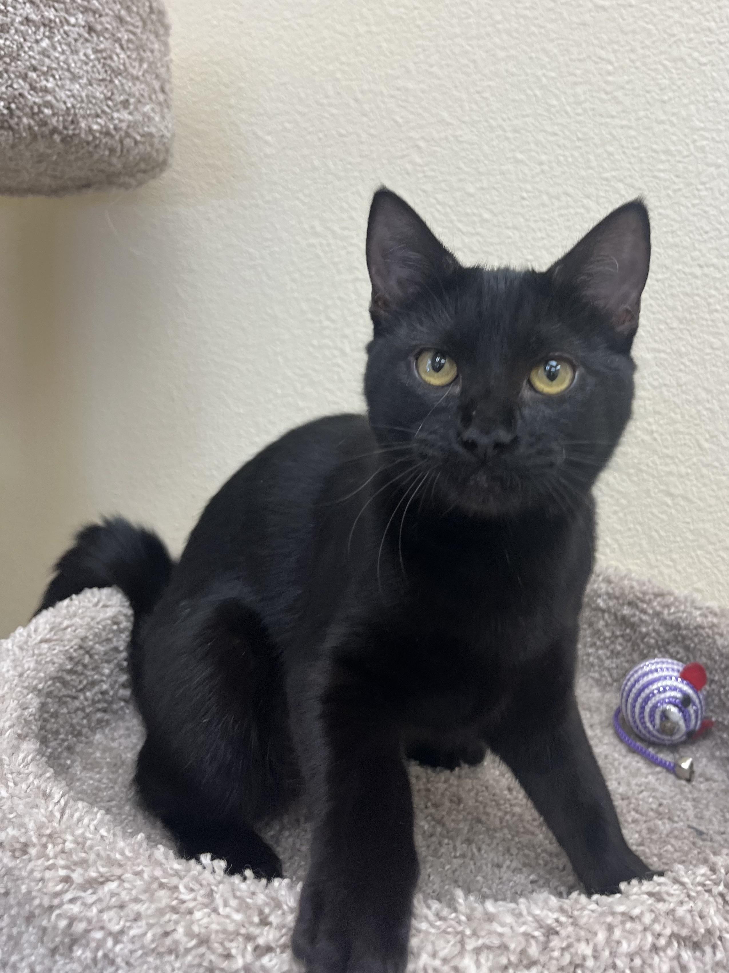 Enlarge Tamara, an adopted mixed breed in Kerrville, TX image 1/1