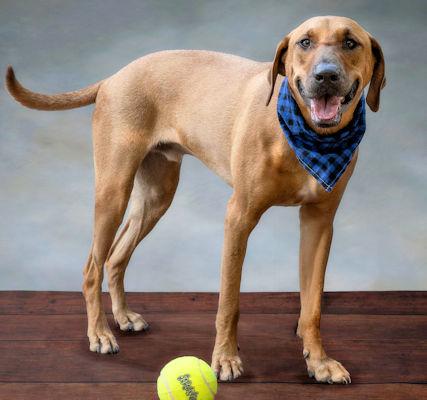 Enlarge Tito (GA), a Adoptable Coonhound in Ranger, GA image 1/2