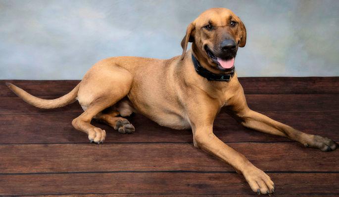 Enlarge Tito (GA), a Adoptable Coonhound in Ranger, GA image 2/2