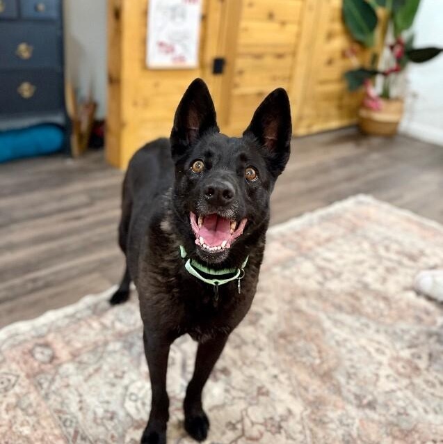 Stormy Belle is your Soul Dog — thumbnail 3