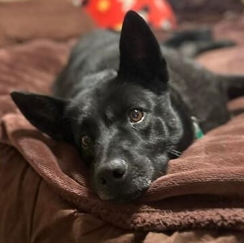 Stormy Belle is your Soul Dog — thumbnail 5