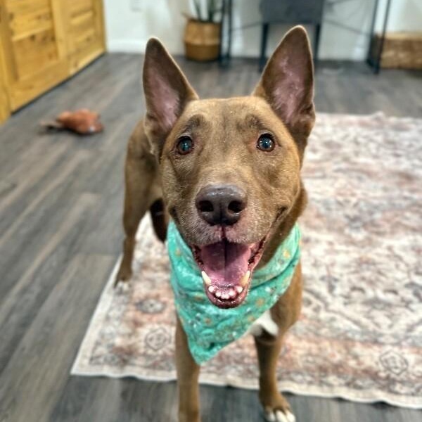 Layla the Dog Lovin Doll