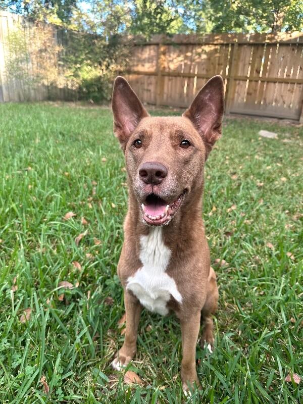 Layla the Dog Lovin Doll — thumbnail 5