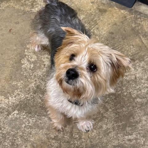 Moe Moe, Adoptable, Adult Male Yorkshire Terrier.