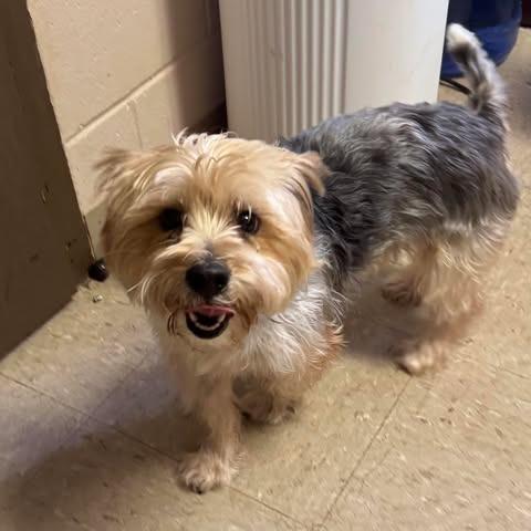 Enlarge Moe Moe, a Adoptable Yorkshire Terrier in Shinnston, WV image 2/2