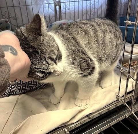 Enlarge Romeo, a ADOPTABLE Tabby in Austin, TX image 3/3