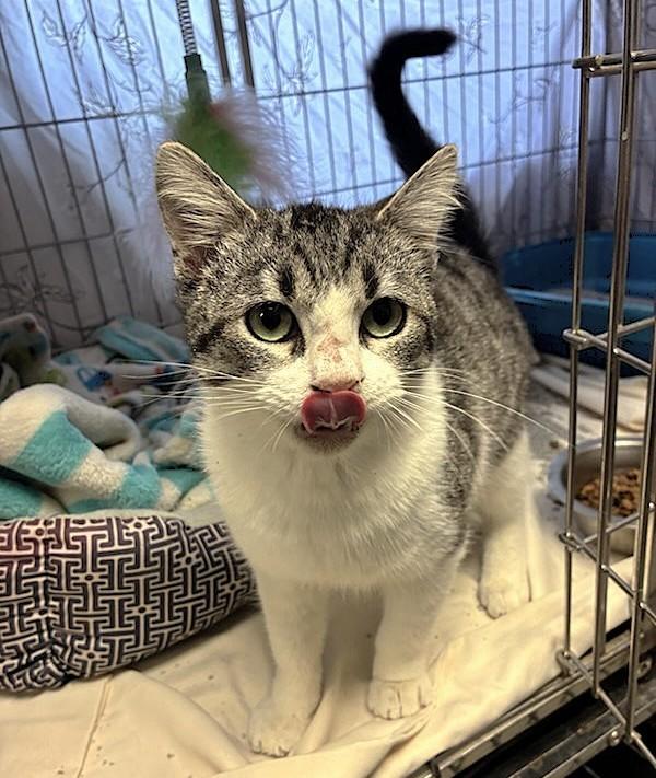 Enlarge Romeo, a ADOPTABLE Tabby in Austin, TX image 2/3