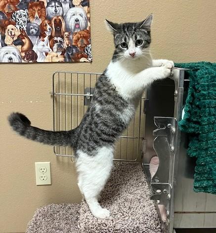 Romeo, adopted, Young Male Tabby.