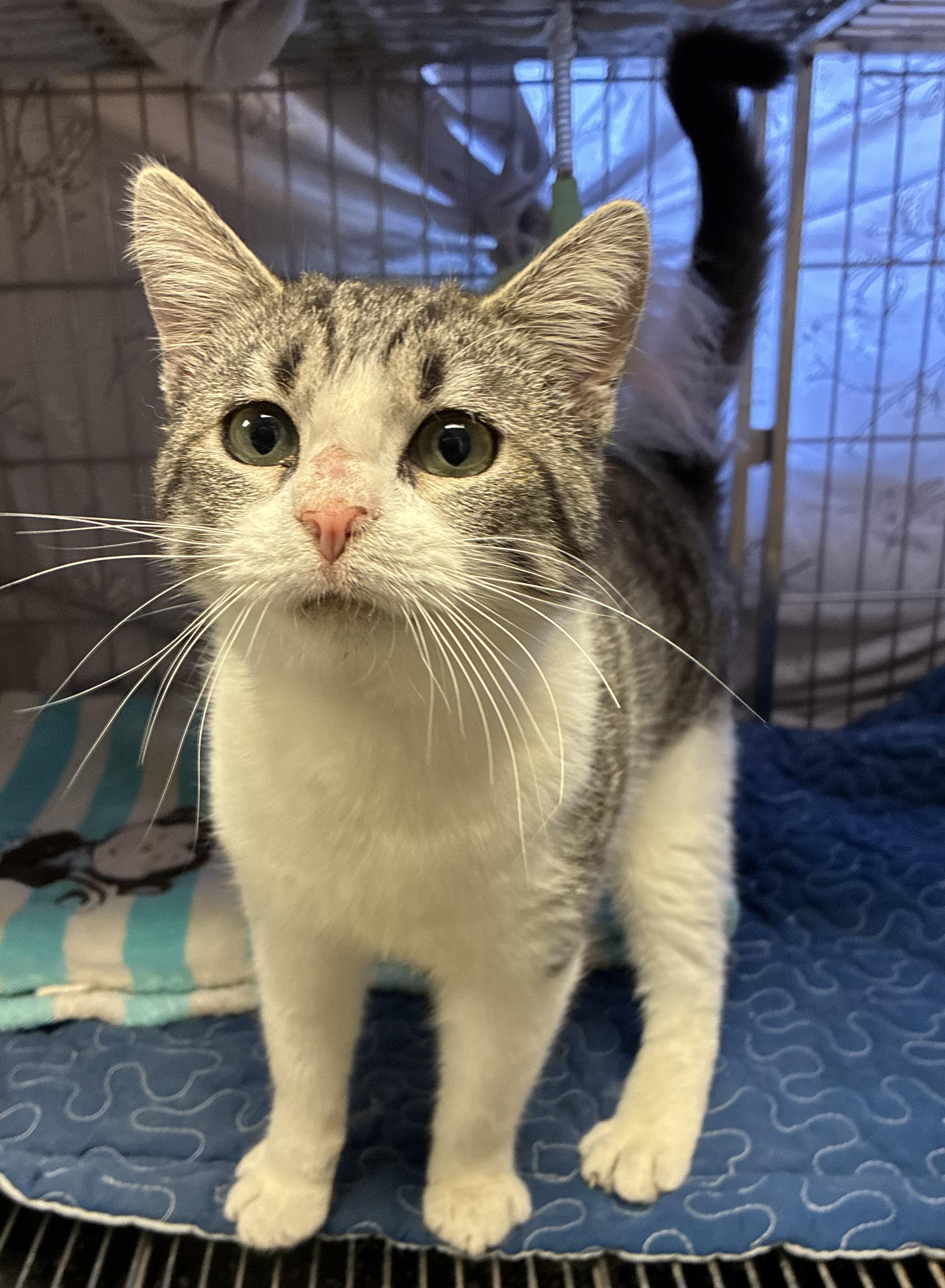 Romeo, ADOPTABLE, Young Male Tabby.