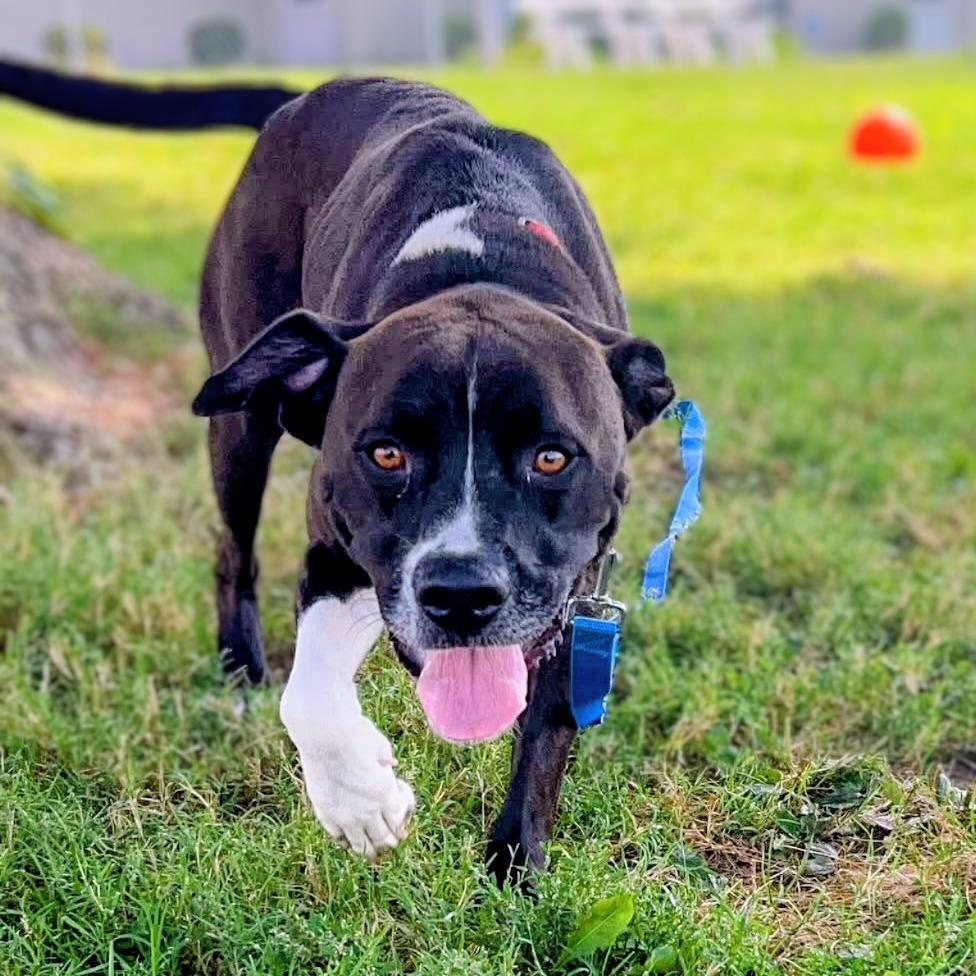 Sully, Adoptable, Adult Male Mixed Breed.