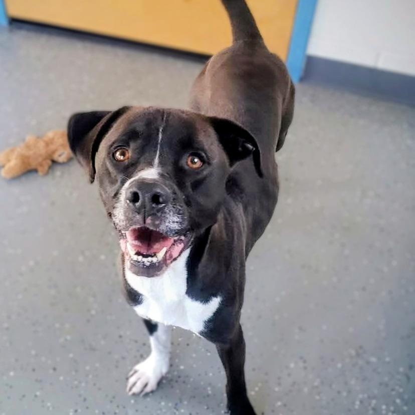 Enlarge Sully, a Adoptable Mixed Breed in Danville, KY image 2/6