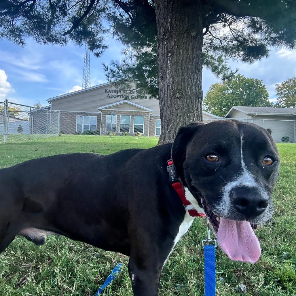 Enlarge Sully, a Adoptable Mixed Breed in Danville, KY image 3/6