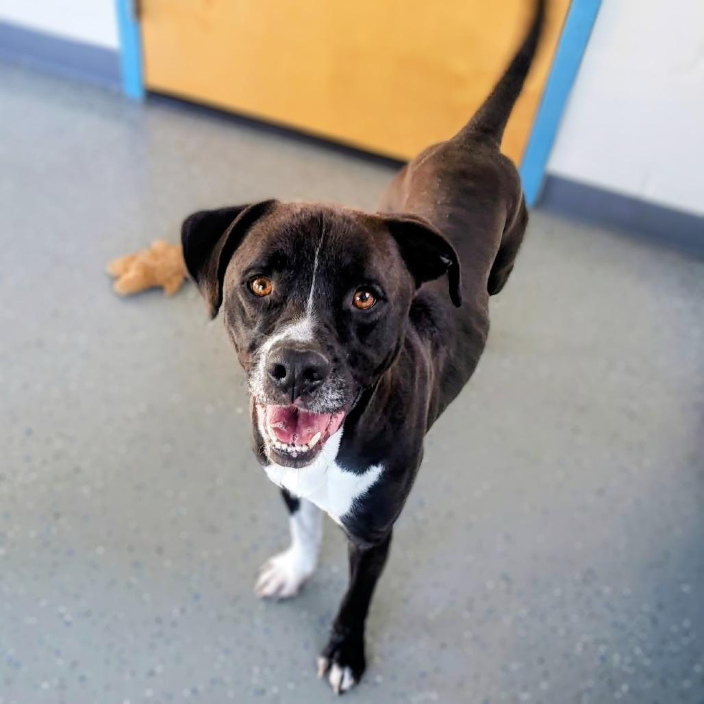 Enlarge Sully, a Adoptable Mixed Breed in Danville, KY image 4/6