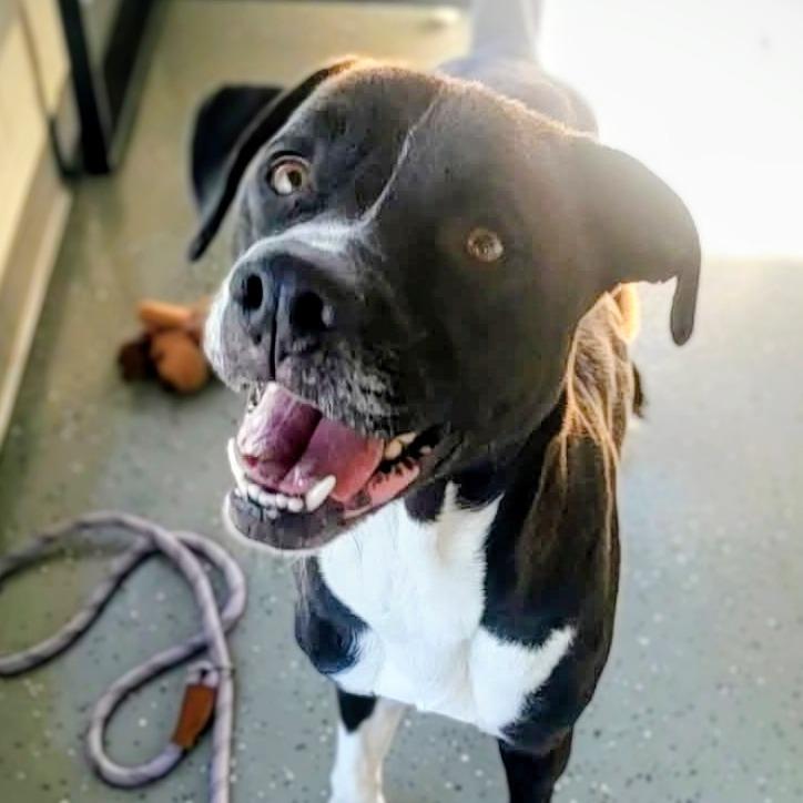 Enlarge Sully, a Adoptable Mixed Breed in Danville, KY image 5/6