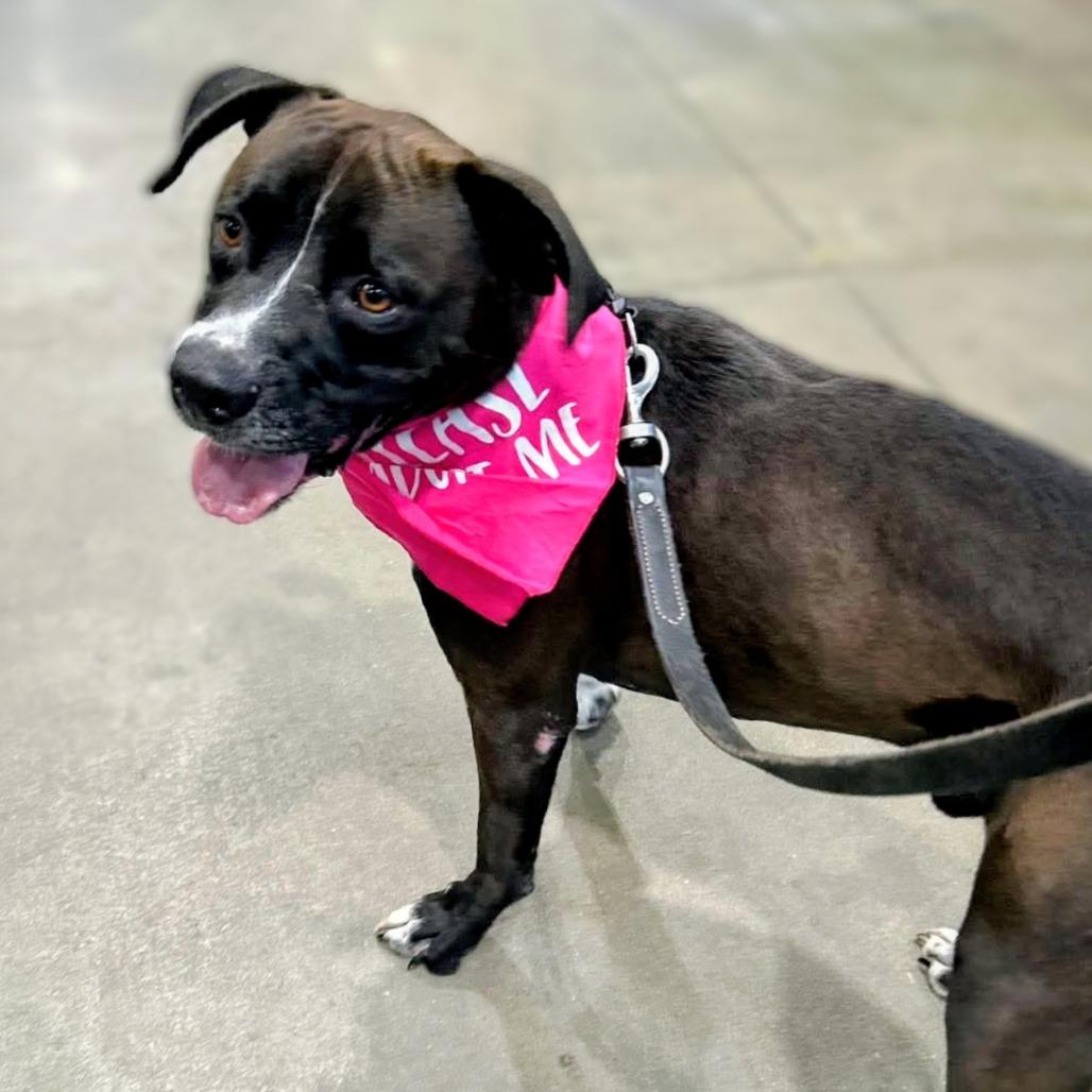 Enlarge Sully, a Adoptable Mixed Breed in Danville, KY image 6/6