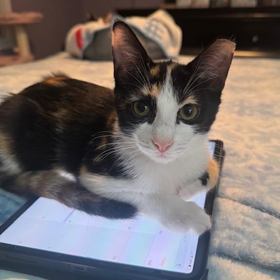 Apple, an adopted Domestic Short Hair in Milford, PA image 5/6