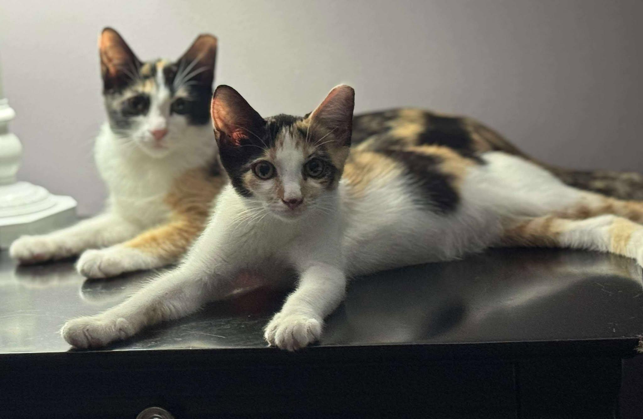 Apple, an adopted Domestic Short Hair in Milford, PA image 2/6