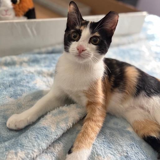 Apple, an adopted Domestic Short Hair in Milford, PA image 1/6