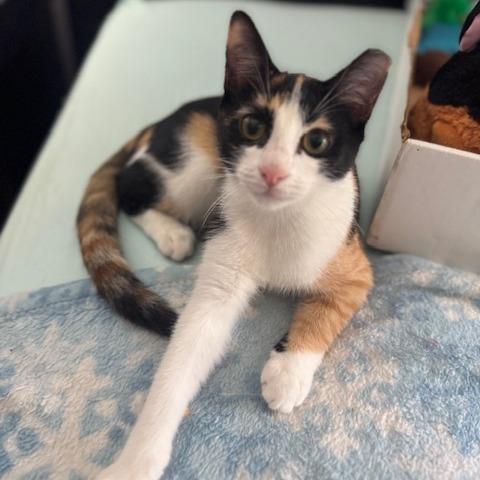 Apple, an adopted Domestic Short Hair in Milford, PA image 6/6