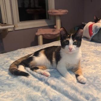 Apple, an adopted Domestic Short Hair in Milford, PA image 4/6